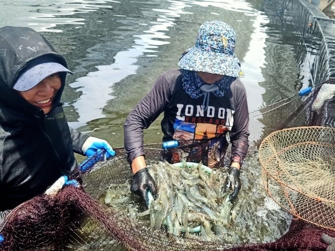 Shrimp raised according to VietGAP have a selling price 5–10% higher than conventionally raised shrimp. Photo: Anh Nguyet.