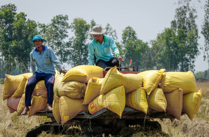 Vietnamese rice harvest in Soc Trang province. Photo: Nguyet Nhi.