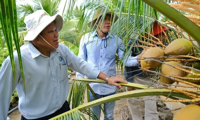 The Mekong Delta is Vietnam's main fruit-producing region. Photo: Bao Thang.