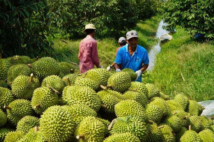 Currently, Vietnam is only allowed to export fresh durian fruit to the Chinese market. Photo: Bao Thang.