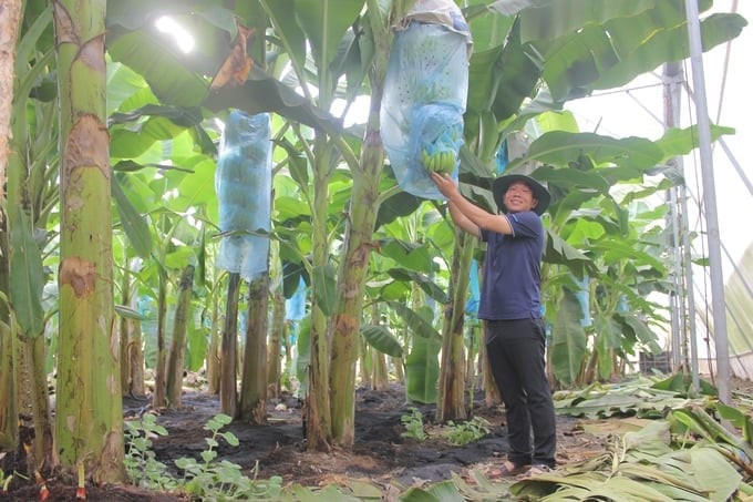 Mr. Phan Minh Tiep was excited when introducing the results of growing bananas in the greenhouse. Photo: Tran Trung.