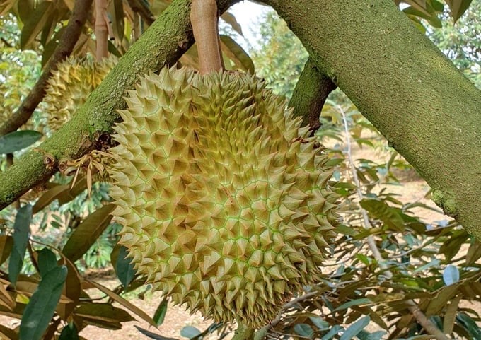 Durian accounts for 40% of fruit and vegetable export turnover. Photo: Thanh Son.