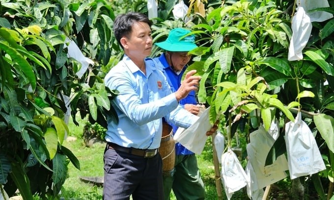 Agricultural extension staff instruct people to bag mangoes in Son La. Photo: Bao Thang.