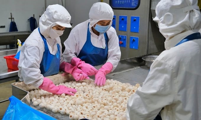 Processing lychees for export to the Japanese market. Photo: Bao Thang.