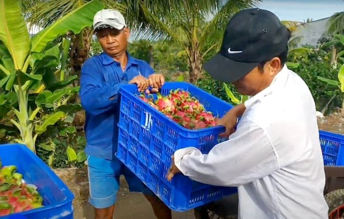 Long An farmers harvest dragon fruit. Photo: Thanh Son.