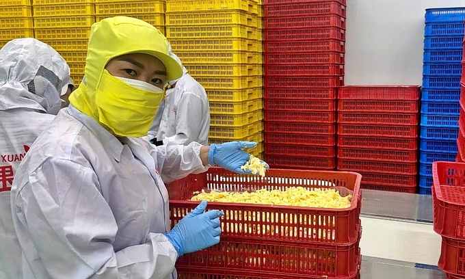 Ms. Phan Thi Men at the frozen durian processing area. Photo: Bao Thang.