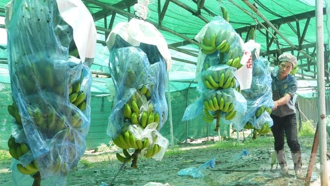 The banana bunches are carefully selected by Unifarm before being brought to the pre-processing area. Photo: Tran Trung.