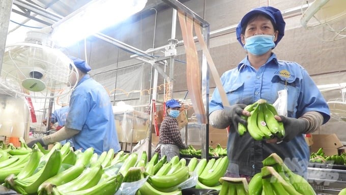 With outstanding quality, Unifarm bananas compete fairly with leading banana countries in the world, such as the Philippines and Panama. Photo: Tran Trung.