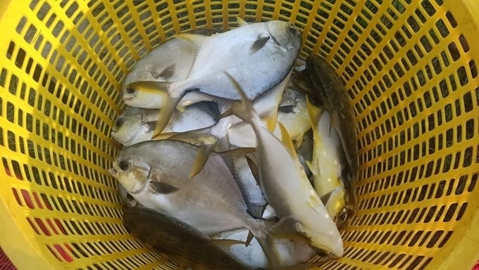 Thanks to its high quality, VietGAP yellowfin pompano always has high selling prices and favorable consumption. Photo: Anh Nguyet.