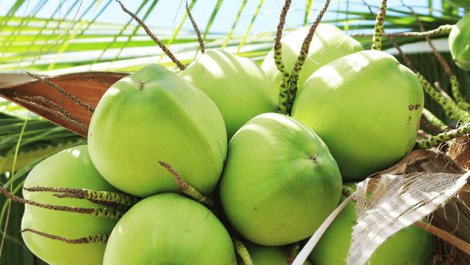 Ben Tre coconut is facing many opportunities to expand export markets. Photo: TL.