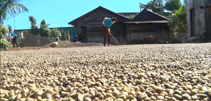 11-140102_793.jpg Vietnam's coffee output is believed to decrease, especially in the upcoming 2024–2025 period. Photo: VAN.