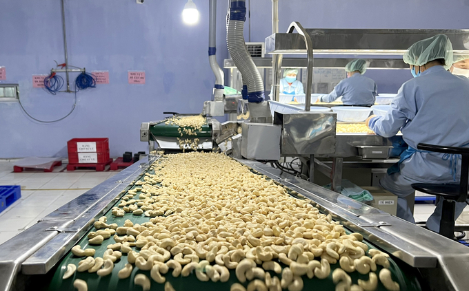 Vietnam's cashew export prices have been increasing continuously in recent months. Photo: Son Trang.