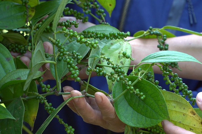 Despite its large production area and status as a key crop, Quang Tri pepper export volume remains limited. Photo: Vo Dung.