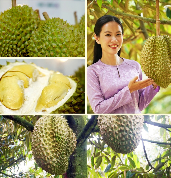 Vietnam's fresh durian is currently exported to 22 markets, of which 80% are to China. Photo: Thanh Son.