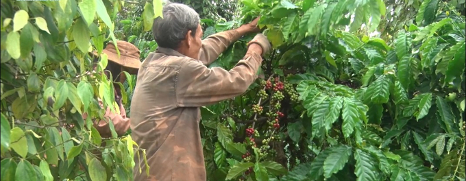 8-141209_784.jpg Farmers intercropped coffee trees with other crops. Photo: VAN.