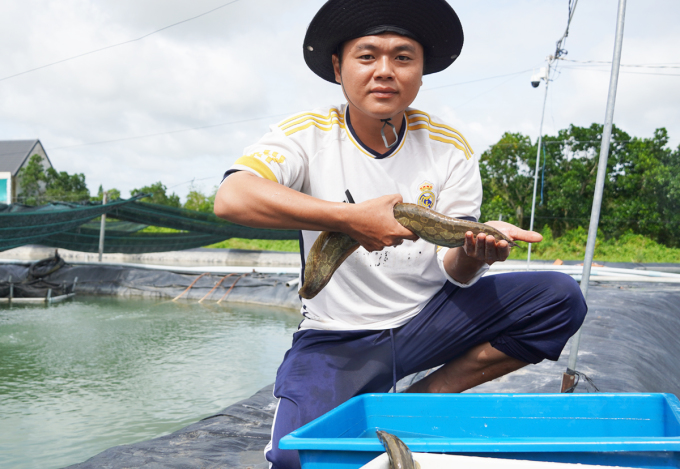 Currently, the loach fish weigh from 500 grams to 1 kg, meeting the standards for sale. Photo: Hoang Nam