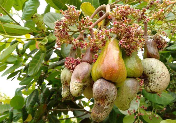 Cambodia cashew output is higher than last year, but most of the nuts are large. Photo: Son Trang.