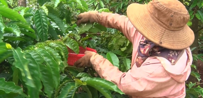 Coffee prices will remain stable and will be still beneficial for farmers. Photo: VAN.