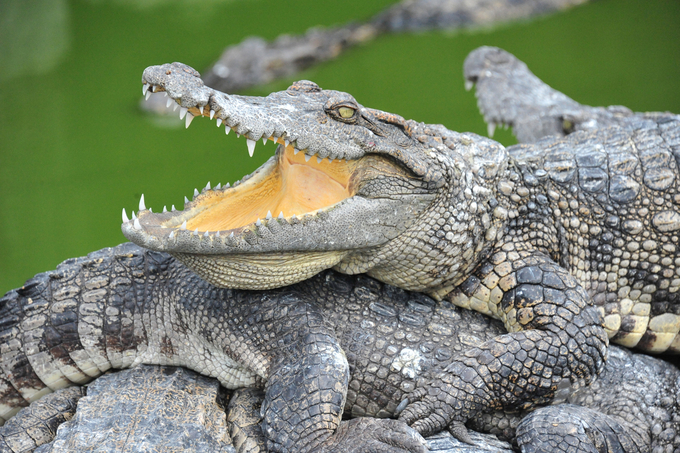 Only crocodiles originating from registered commercial breeding facilities with the CITES Secretariat are allowed for international export and trade. Photo: Le Hoang Vu.