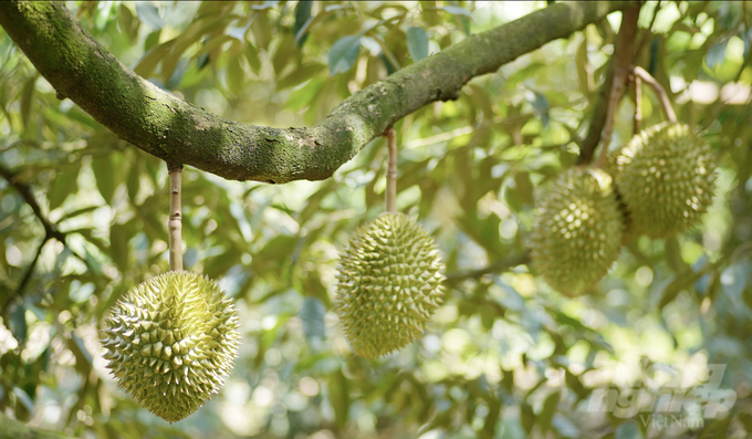 The Central Highlands provinces are now in the durian harvesting season. Photo: Nguyen Thuy.