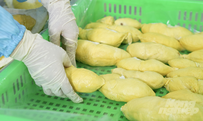 Vietnamese frozen durian is currently exported to 23 countries and territories. Photo: Nguyen Thuy.