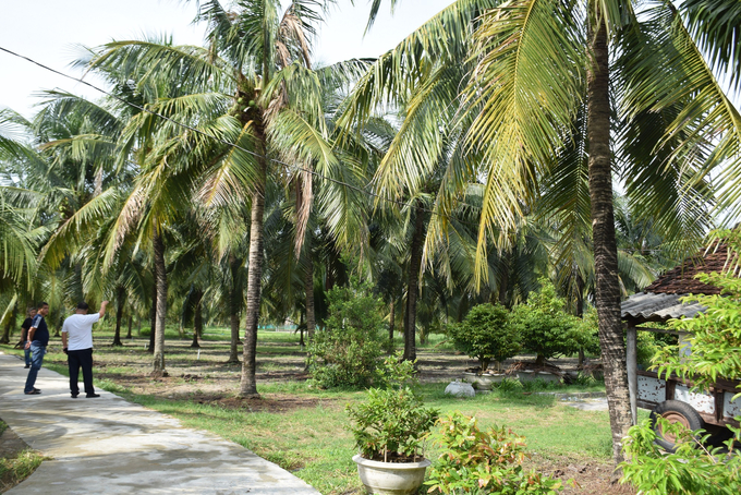 A business owner specializing in the purchase and export of fruits from Ben Tre visited the coconut garden of Mr. Le Dinh Man (46 years old) in Hoi Van Village, Cat Hiep Commune (Phu Cat District, Binh Dinh). Photo: V.D.T.