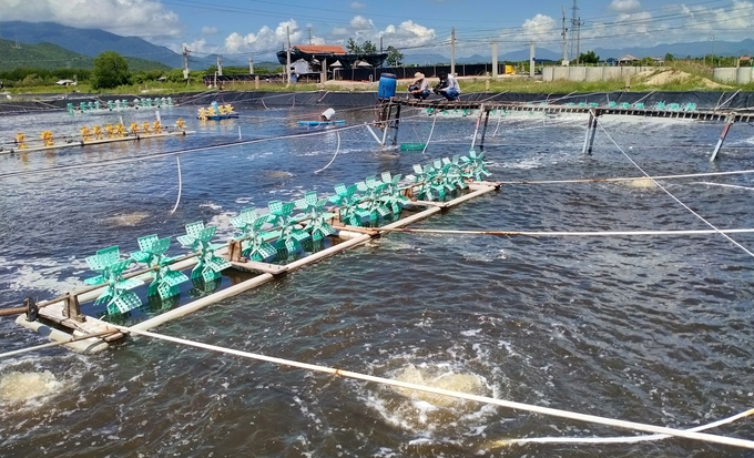 As shrimp prices rise rapidly, farmers in the South Central region eagerly prepare for off-season farming. Photo: K.S.