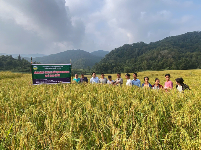 Organic rice farming model in Coc Dan commune (Ngan Son district). Photo: Ngoc Tu.