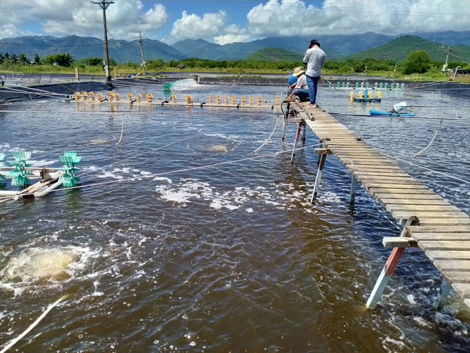 The biggest concern for off-season shrimp farming is the risk of red body disease. Photo: V.D.T.