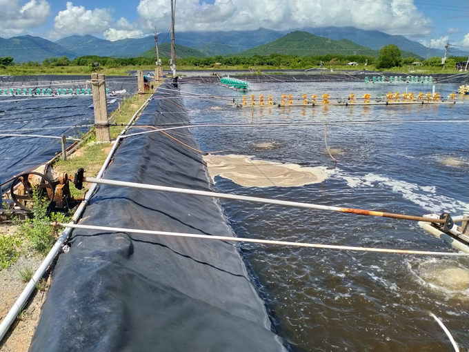 Off-season shrimp farming requires additional tending efforts due to unfavorable weather conditions. Photo: K.S.