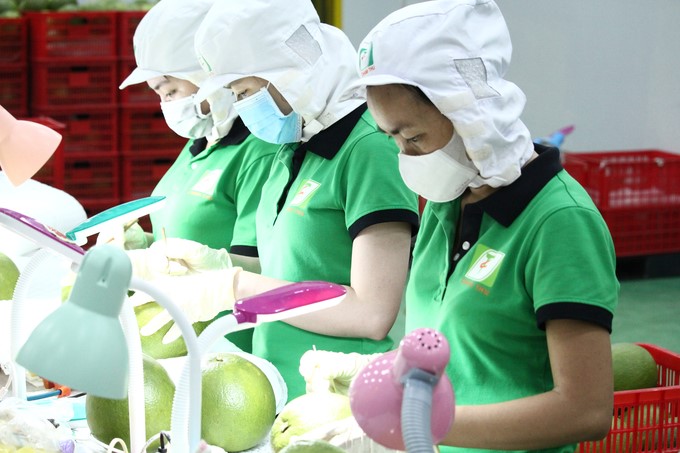 Process for controlling harmful organisms on grapefruit before export. Photo: Kim Anh.