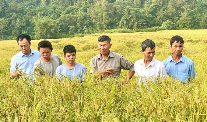 The organic farming model helps rice plants grow healthy and improves the soil. Photo: Ngoc Tu.