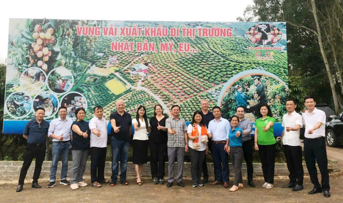 Foreign partners come to survey lychee growing areas. Photo: Dinh Muoi.