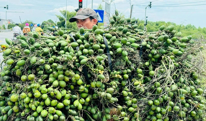 Areca nut price on October 10 in Quang Ngai is at VND 83,000 per kg. Photo: TRAN MAI.