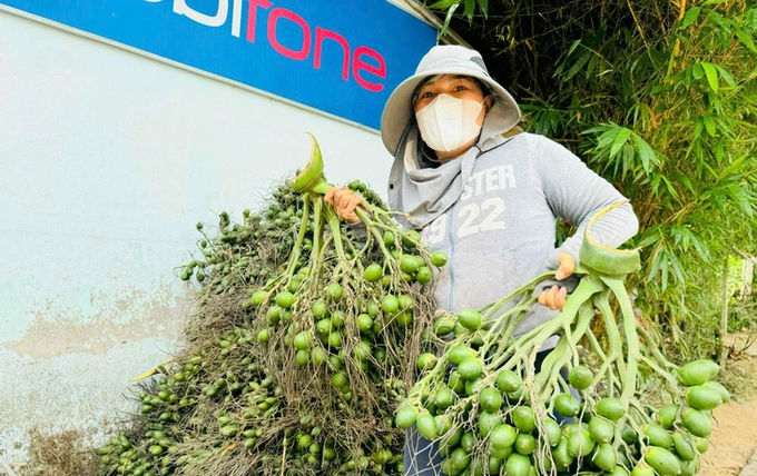 Areca nut prices at record levels make areca nut growers excited. Photo: NV.