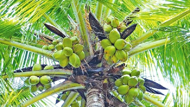 In 2022, earnings from coconut exports reached over $6 million for fresh coconuts and an additional $6.3 million for processed products.