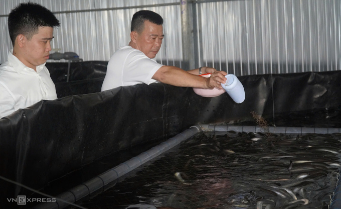 Mr. Le Van Co (right) is feeding eels. Photo: Ngoc Tai