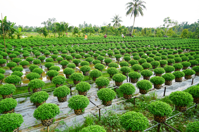 Traditional chrysanthemum and raspberry garden of Mr. Tran Duy Khoa. Photo: Hoang Nam