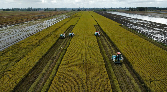 Harvesting rice at a pilot model in Vinh Thanh district, Can Tho city. Photo: An Binh