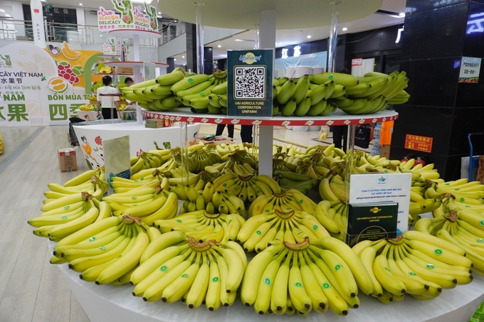 Vietnam has become the largest supplier of bananas to China in the first eight months of 2024. Photo: Hong Tham.