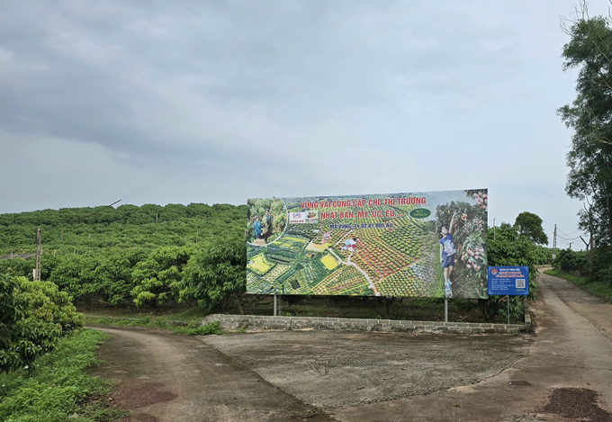 Lychee growing area for export is nearly 700 hectares in Phuc Hoa commune, Tan Yen district. Photo: Dinh Muoi.