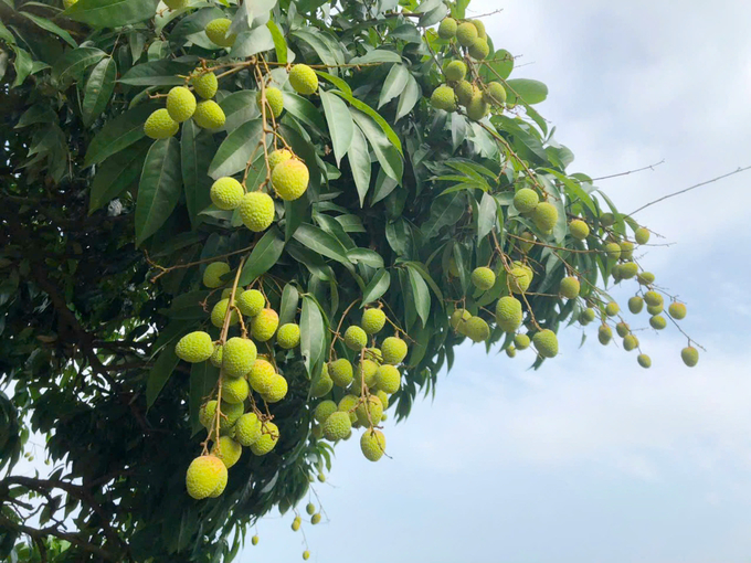 Lychee is cared following the correct technical process, has few pests and diseases, and has a high fruit set rate. Photo: Dinh Muoi.