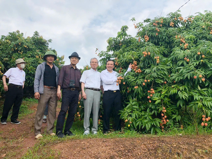 Leaders of Phuc Hoa commune and agricultural officers regularly go to lychee gardens to grasp the production situation of the people. Photo: Dinh Muoi.