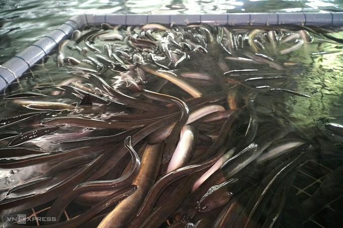 Ebony eels are raised at Mr. Co's farm, Long Khanh A commune, Hong Ngu district, Dong Thap province. Photo: Ngoc Tai