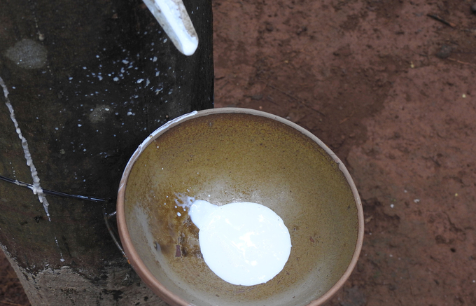 cao-su-vn-1-212115_252-141450_640.jpg Typhoon Yagi has significantly affected the production of rubber latex in several Southeast Asian countries. Photo: Son Trang.