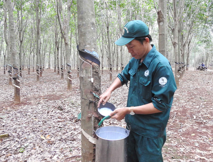 cao-su-vn-212606_138-142455_198.jpg Rubber harvest workers at Ba Ria Rubber Company. Photo: Son Trang.