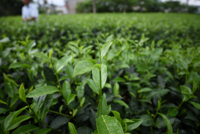 ddt_9349-133931_369-1-213058_934.jpeg To effectively harness the potential of the Halal market, appropriate policies and a dedicated ecosystem for this industry are essential. Photo: Tung Dinh.