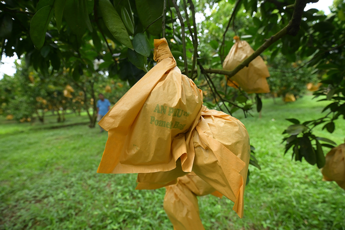 Farmers wrap pomelos to protect against harmful organisms. Photo: Tung Dinh.