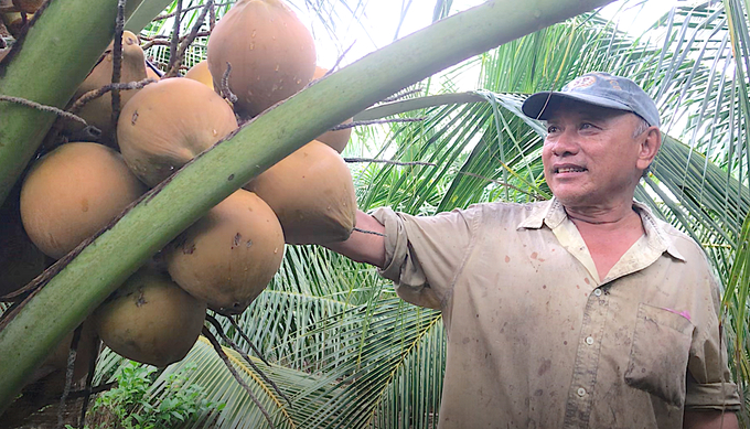 dua-tuoi-tien-giang-112017_459-181036-022511_202.jpeg The main coconut varieties grown for drinking in Tien Giang province today include Ta coconut, Green Siam, Red Siam, and Malayan coconut. Photo: Minh Dam.