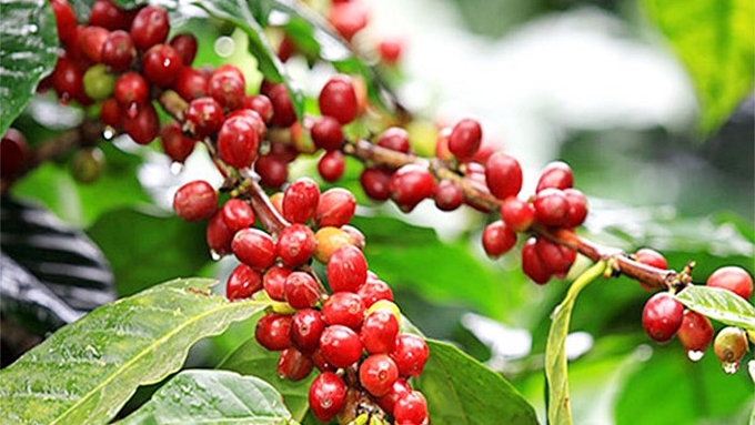 Latest domestic and global coffee prices on 10/07/2024